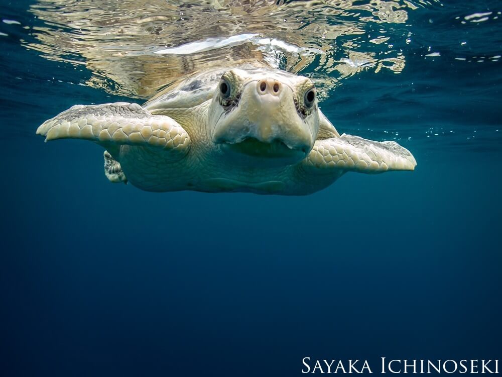 A curious turtle peers into the camera, near the surface of the water.