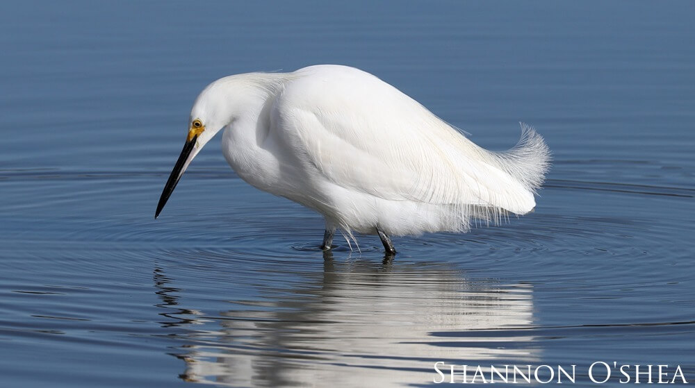  A snowy egret looks down at his reflection in the water, waiting for a fish.