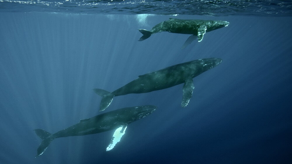 A group of humpback whales swims in Hawaiian Islands Humpback Whale National Marine Sanctuary
