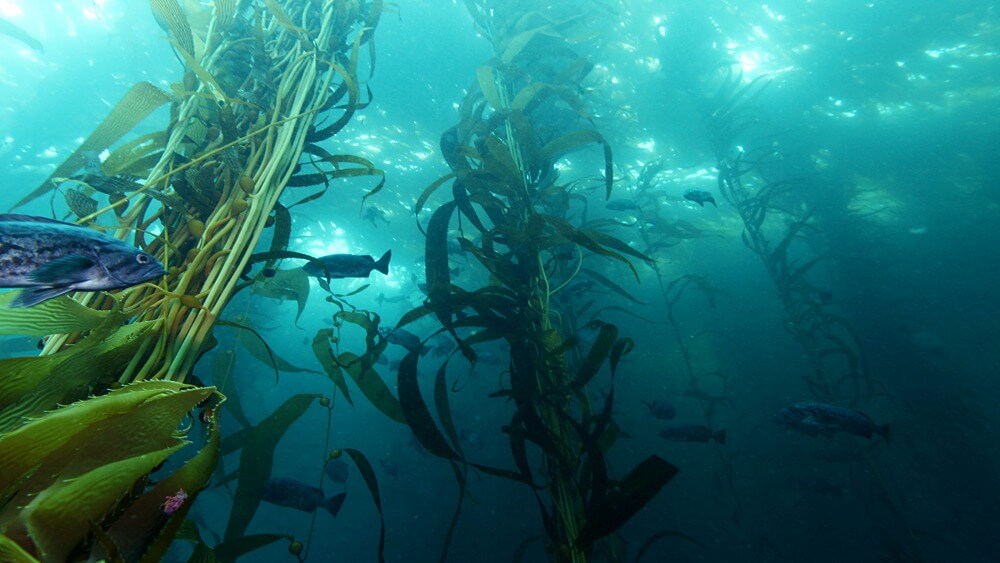 Kelp forests, like these in Monterey Bay National Marine Sanctuary, are the rainforests of the sea, supporting an amazing variety of life.