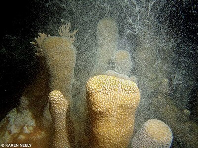 Pillar coral (Dendrogyra cylindrus) colonies releases gametes once
                            per year. Photo: Karen Neely/Nova Southeastern University