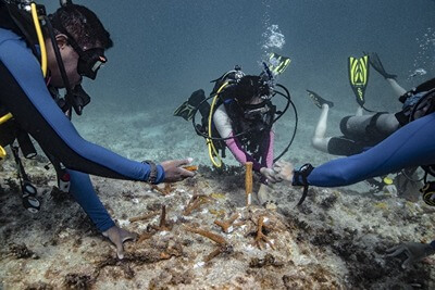 Divers plant nursery-reared staghorn coral on an FKNMS reef.