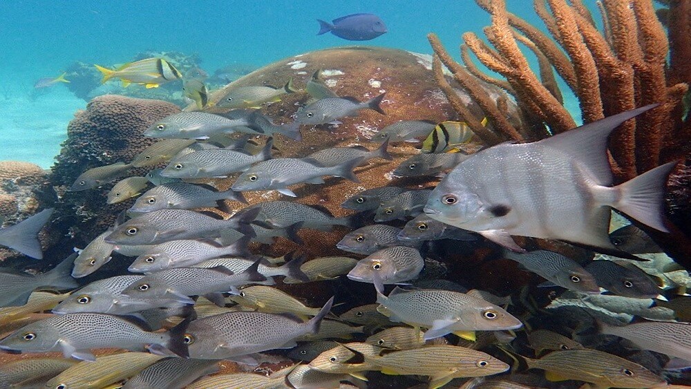 Finfish species like grunts rely on FKNMS habitats.