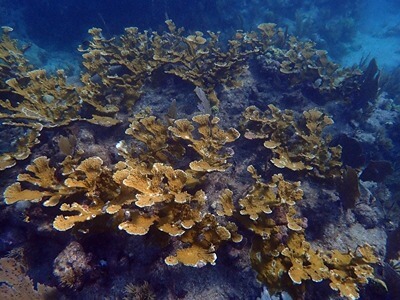 The threatened elkhorn coral has historically been an
                            important habitat-forming species in FKNMS.