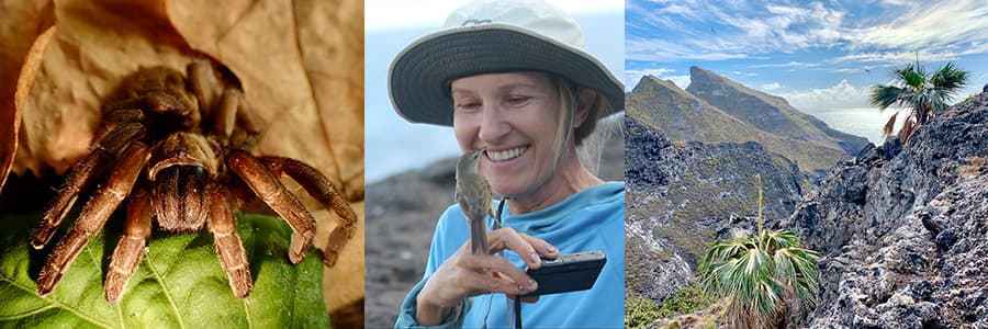 left to right: spider on leaf, Sheldon Plentovich wit a bird pearched on her hand, aerial view of nihoa island