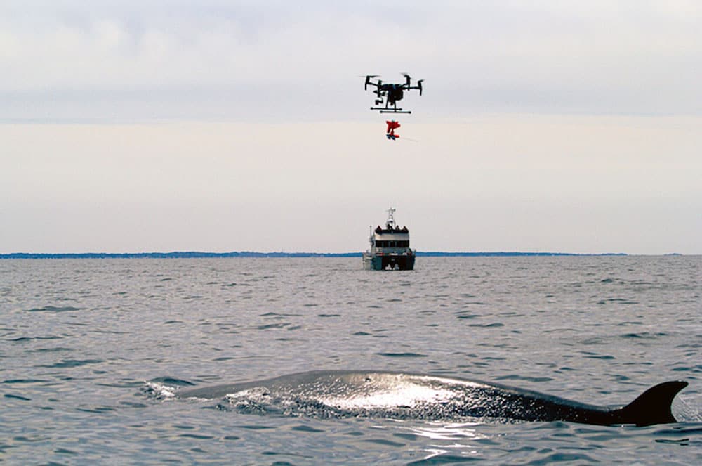 Sei whale coming up for air against a calm, gray sea while a drone hovers directly overhead carrying a tagging device.