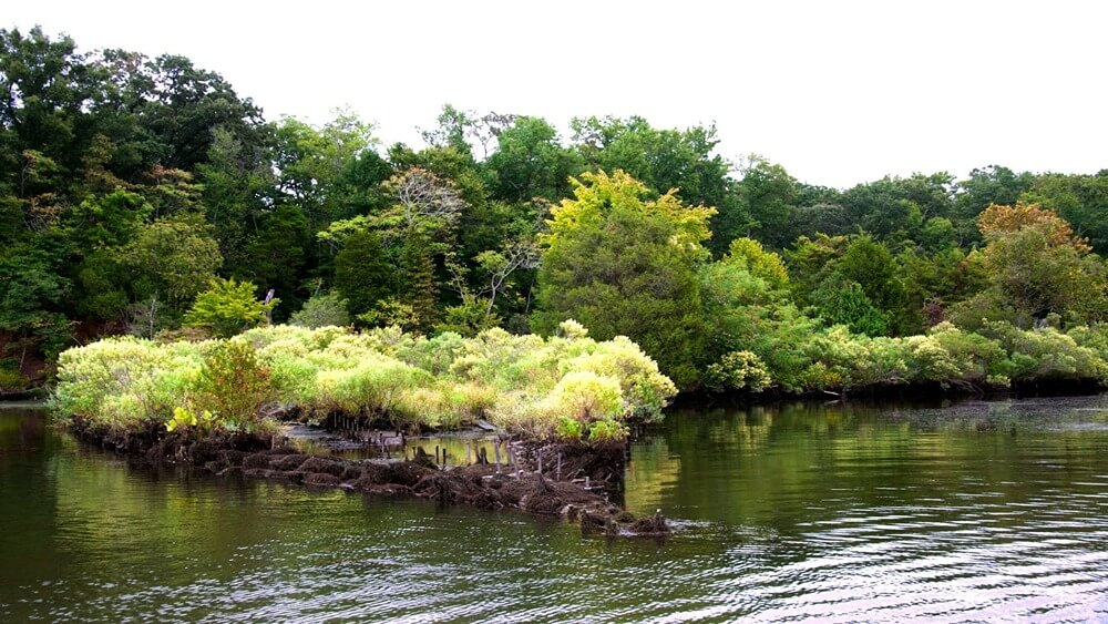 The remains of a wooden shipwreck is partially exposed above the water near a forested shoreline. The shipwreck remains are colonized with dense vegetation.