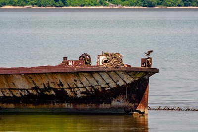 A rusted metal shipwreck sitting mostly exposed in shallow water. An osprey lands near the bow, and land is visible in the background on the horizon.