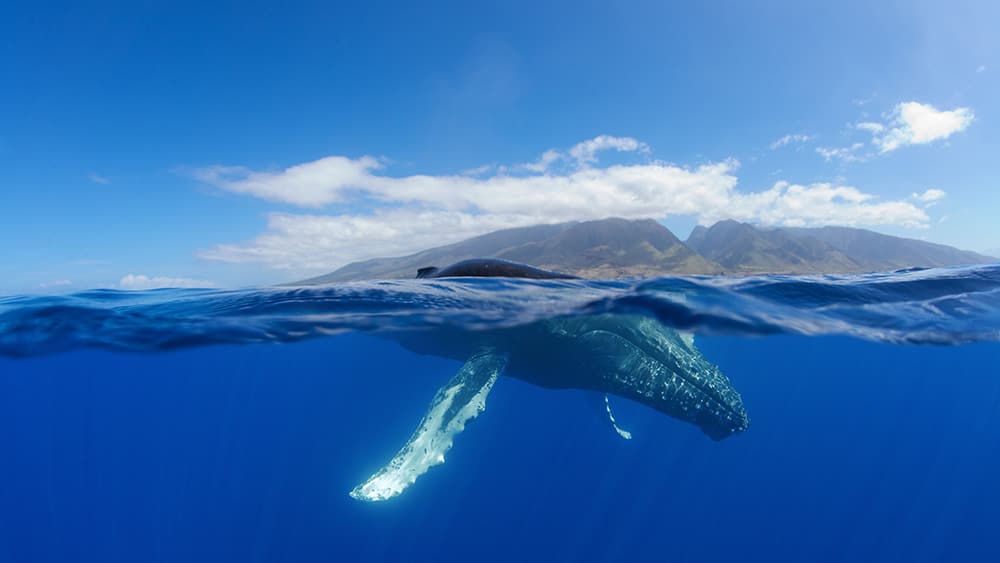 a humpback whale from a side profile showing parts of the animal both above and below the water's surface