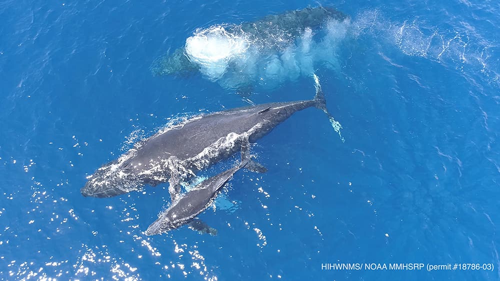 aerial view of a small baby whale next to a larger whale both swimming at the ocean surface