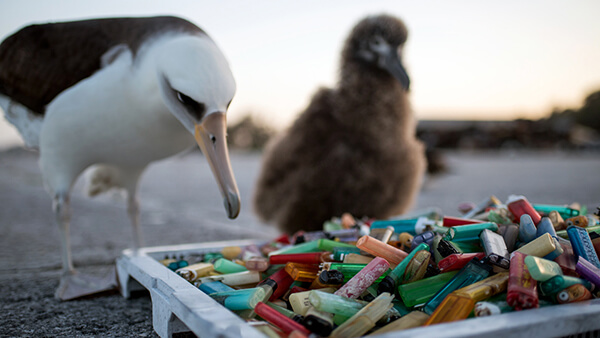 Black and white albatross and brown bird on beach leaning over tray of multicolored discarded lighters
