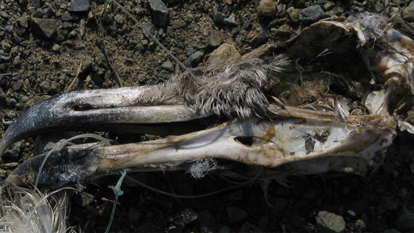 The skull of a bird with fishing line sticking out of the beak