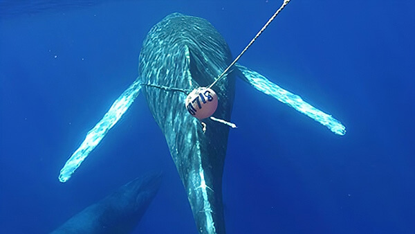 An entangled humpback whale