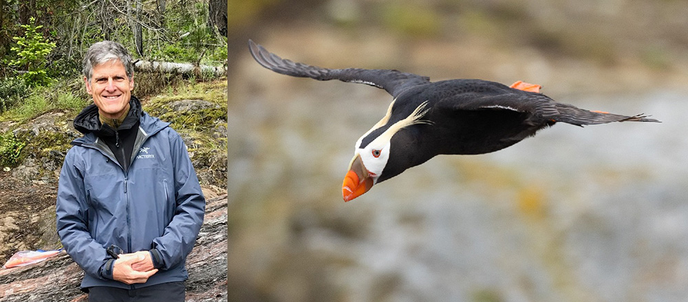 left to right: Dr. Scott Pearson, tufted puffin in flight