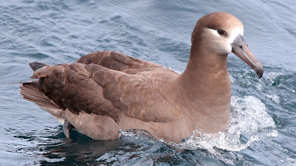 an Albatross swimming