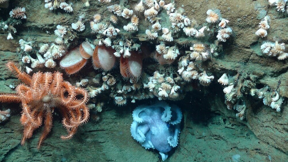 An octopus sits on the seabed under a stone shelf with a sea star and different kinds of coral on it