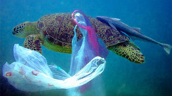 a sea turtle swims near a garbage bag