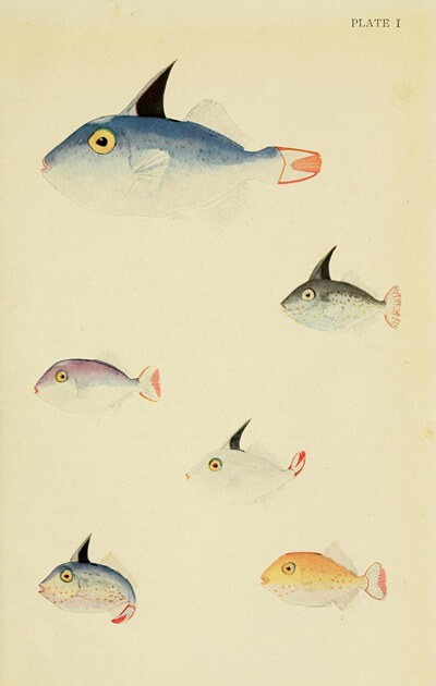 A drawing shows colorful fish, one large one and five smaller ones beneath