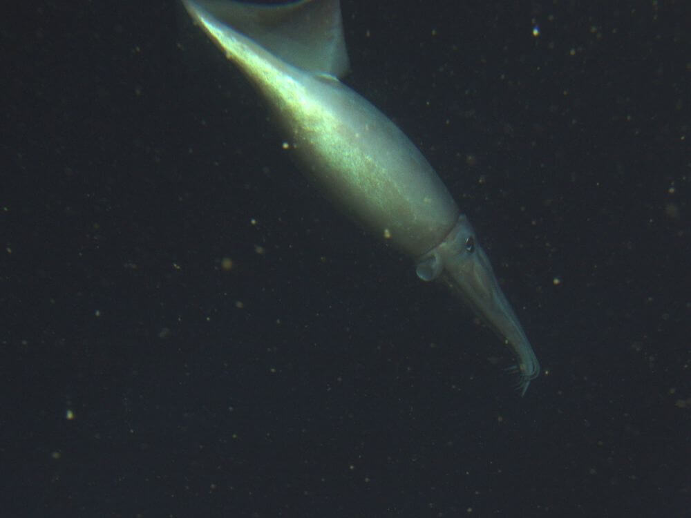 A Humboldt squid swims through dark water.