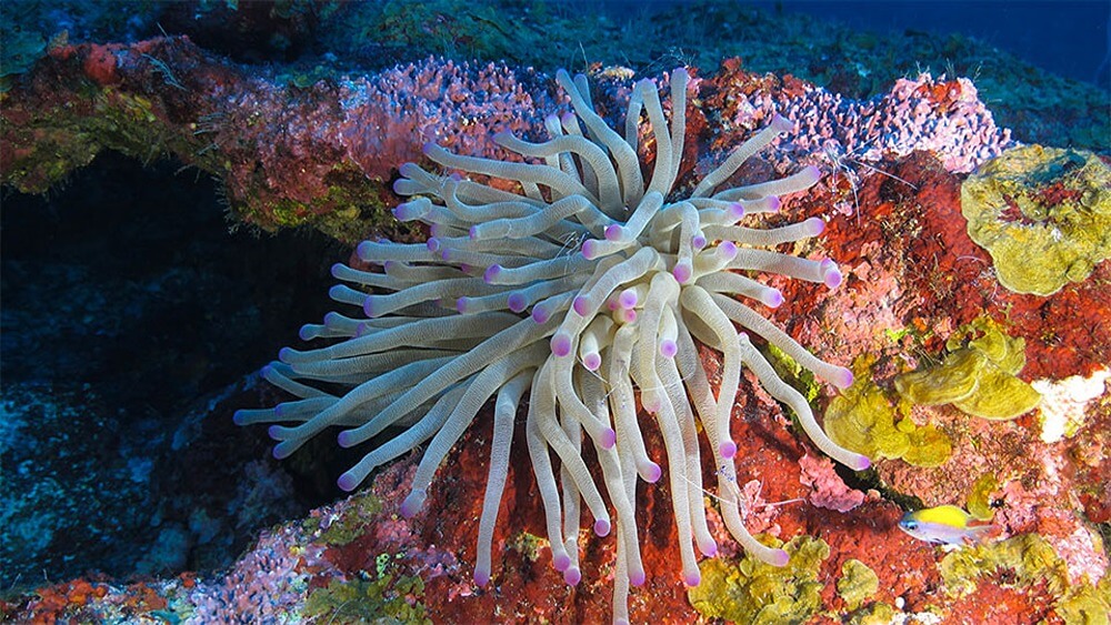 White and pink-tipped anemone on a red, yellow, and pink mesophotic coralline algae reef.