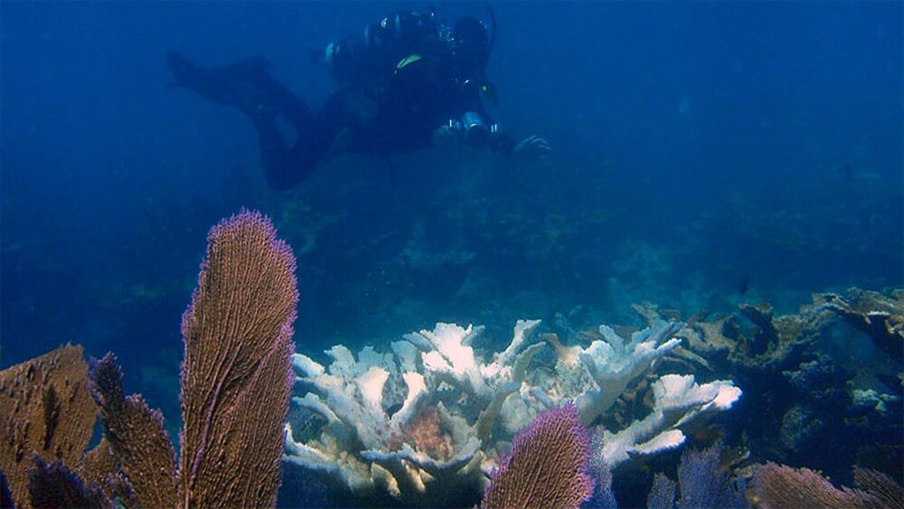A diver swims over bleached coral.