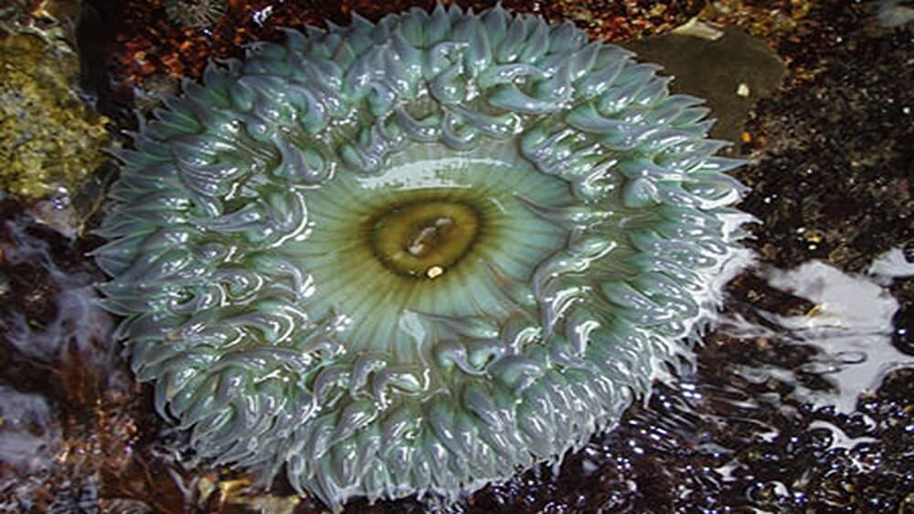White circular Anthopleura sola anemone.