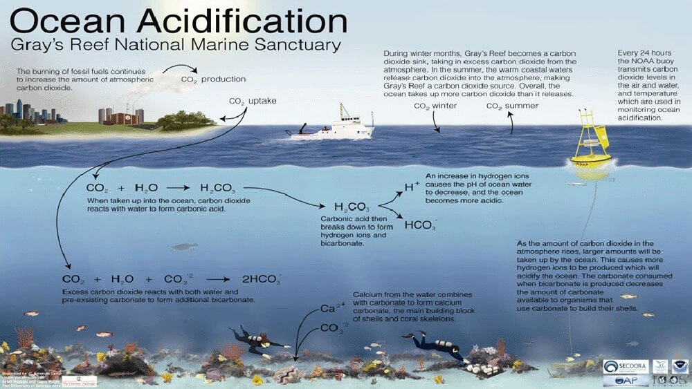 An illustration showing the impacts of ocean acidification at Gray’s Reef National Marine Sanctuary.