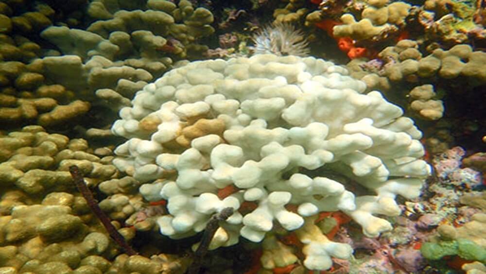 Bleached coral colony.