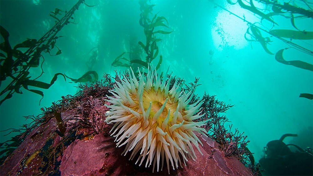 A yellow and white anemone with a kelp forest in the background.