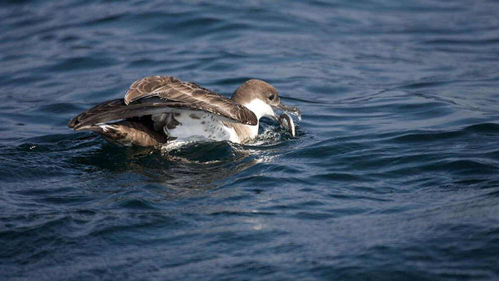 A great shearwater floats in the water, holding a small fish in its beak.