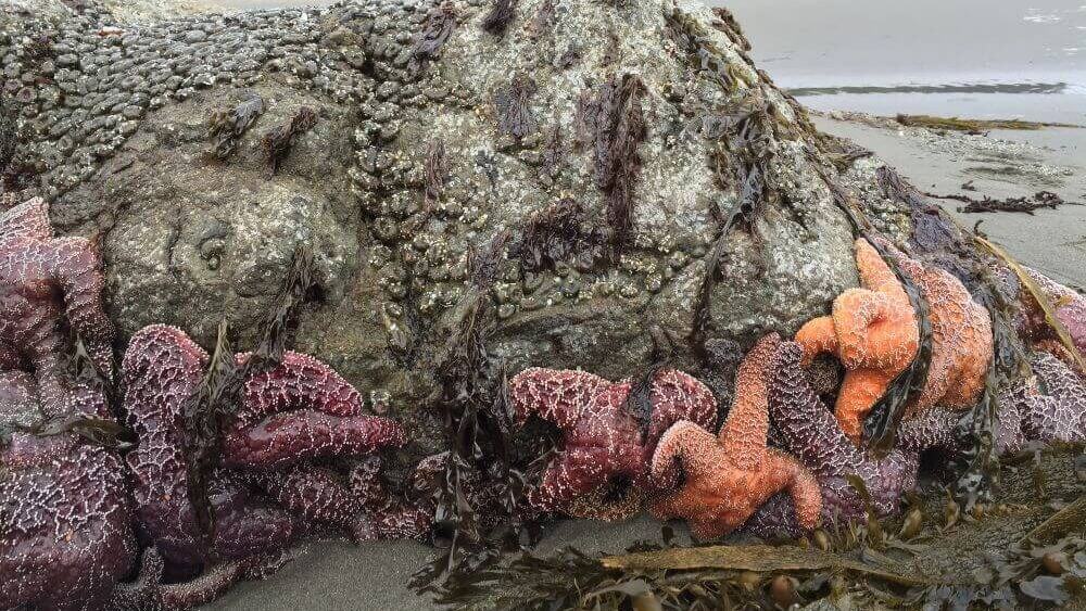 Purple and orange ochre sea stars piled up on a rocky intertidal outcropping in NOAA’s Olympic Coast National Marine Sanctuary.