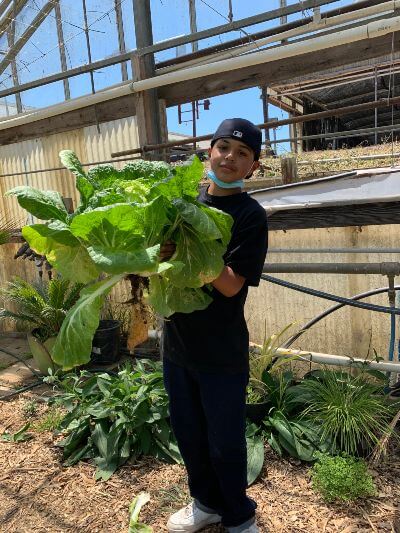 A Calabasas Elementary student holds a large lettuce plant on a local farm.