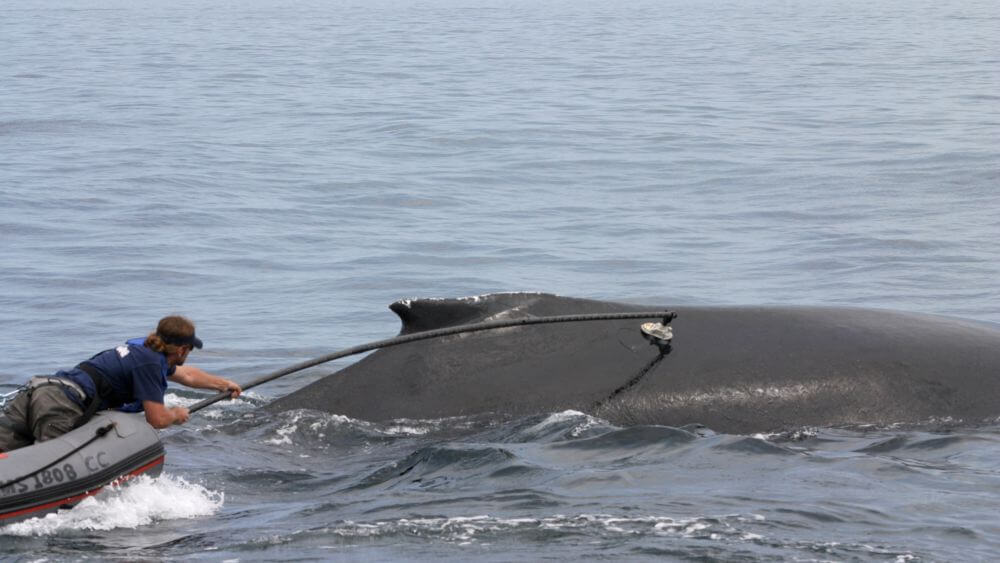 An individual in a small boat uses a long black pole to tag the back of a whale showing above the water.