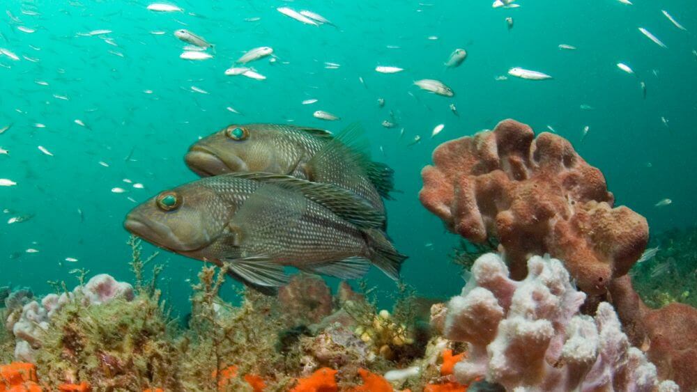 Two black sea bass fish swim above a colorful rocky reef at NOAA’s Gray’s Reef National Marine Sanctuary.