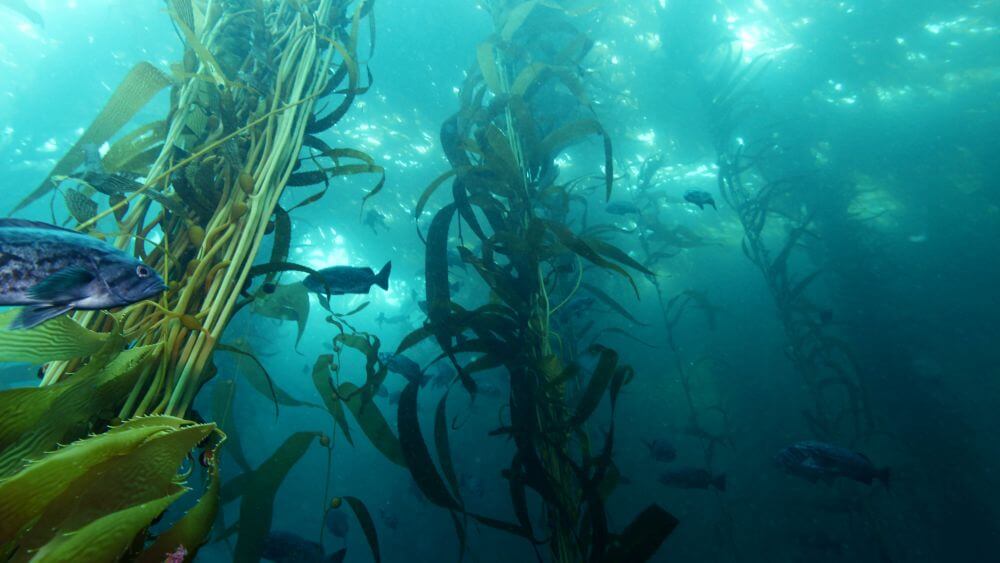 A kelp forest with many medium-sized blue fish swimming through it.