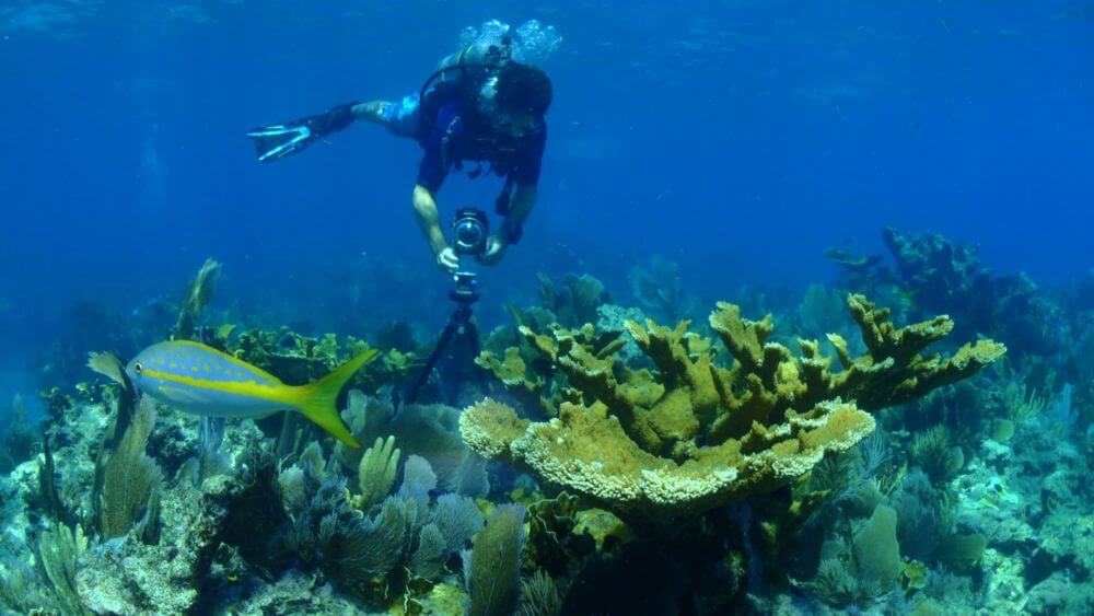 A scuba diver places a 360 degree camera on a tripod, there is a coral reef  in the foreground.