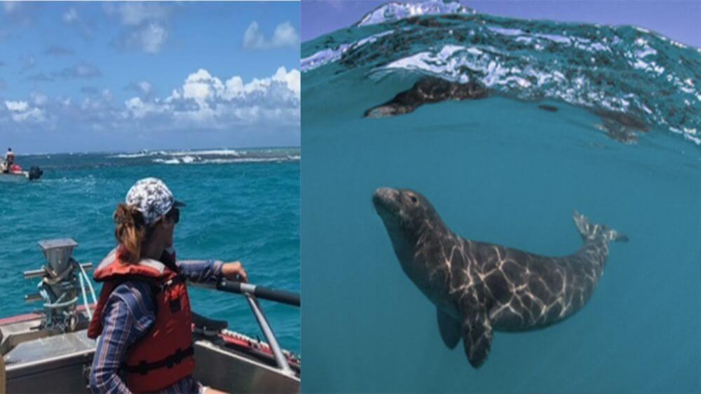From left: Female researcher in a lifejacket aboard a boat; Hawaiian monk seal pup in the ocean.