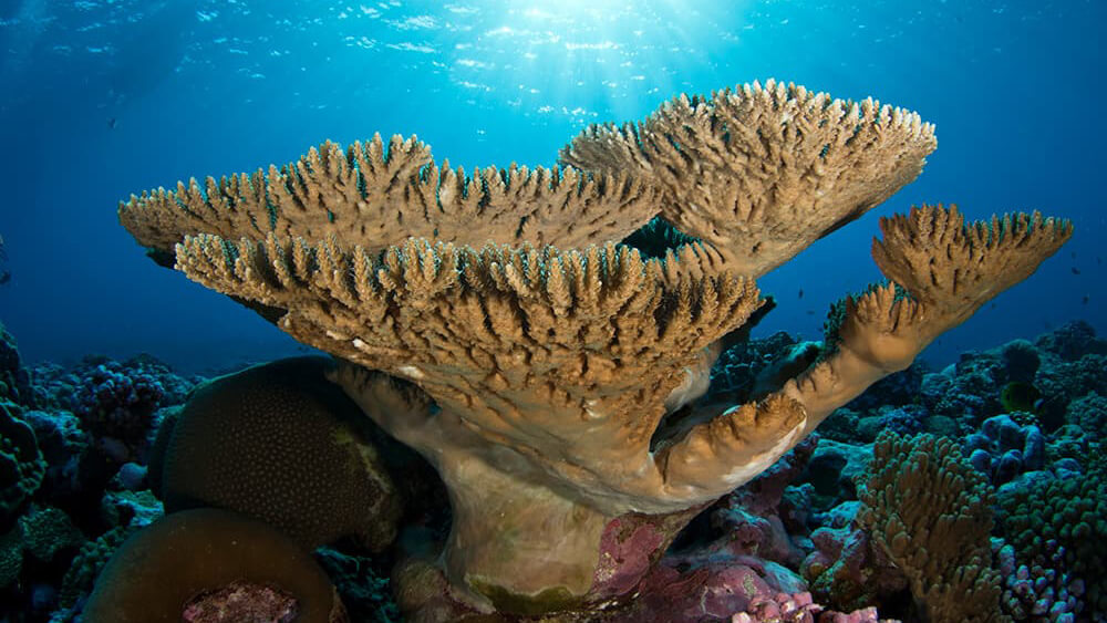 light shines on a large coral bellow the surface of the water