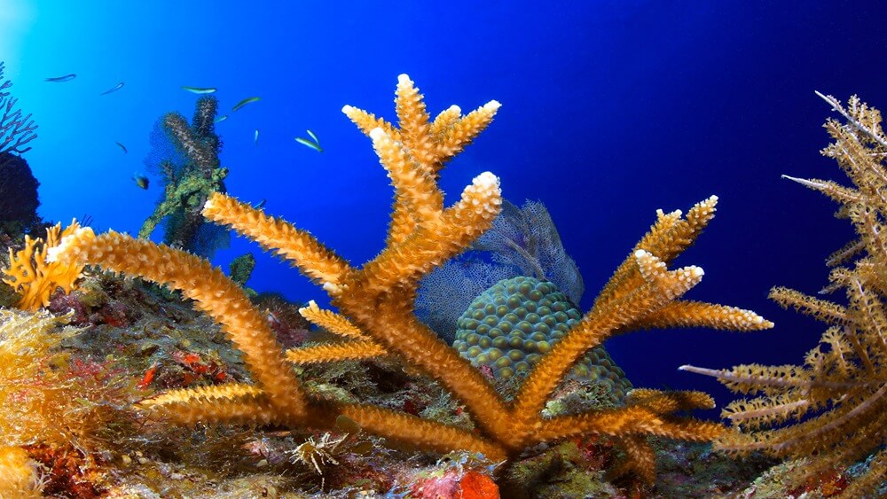 starghorn coral