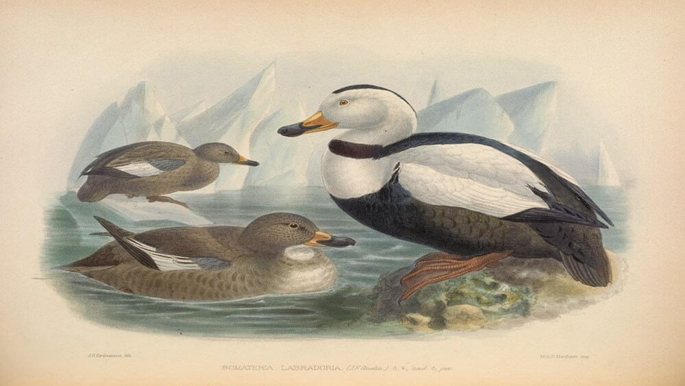 three ducks are shown against a backdrop of water and ice bergs