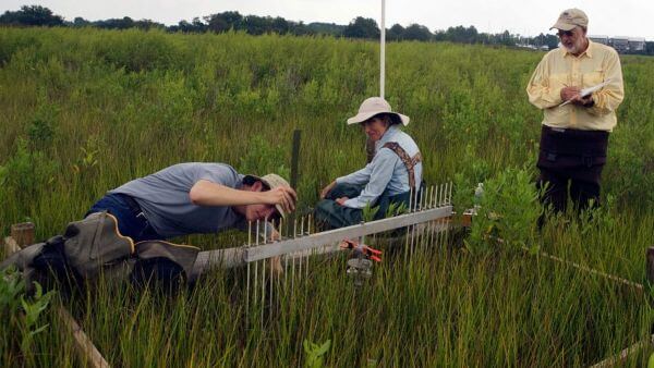 Researchers adjust a scientific instrument in a salt marsh