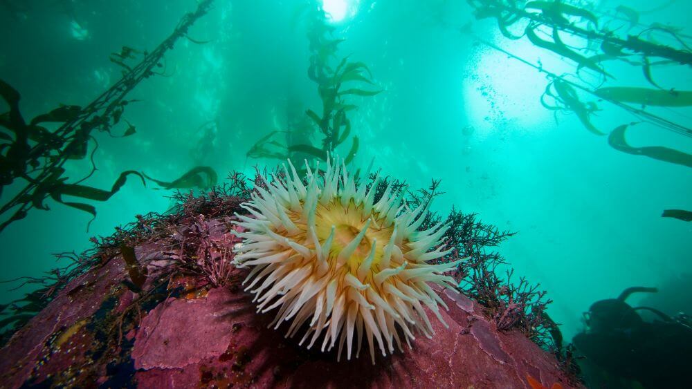 A large white anemone is positioned alone on a rocky substrate covered in encrusting pink coralline algae, and other red algae with giant kelp in the background.