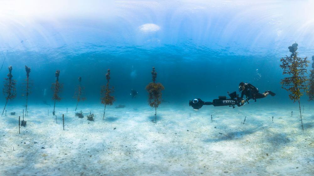 A scuba diver holding a 360 camera swims through a coral nursery where coral are growing on nine tall pipes. There is another diver in the background and shorter pipes in the sand in the foreground.