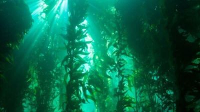 Giant kelp forest with sunlight shining into the ocean.