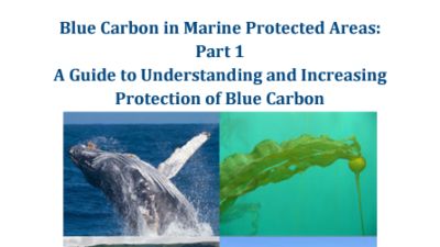 Cover of Blue Carbon in Marine Protected Areas: Part 1, including images of whales, kelp, seagrass, and the coast.
