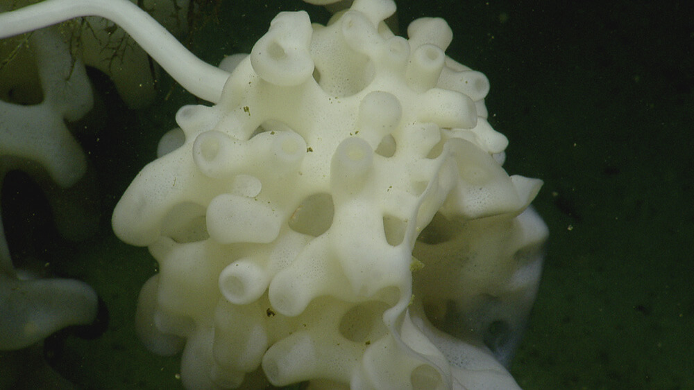 A white sponge