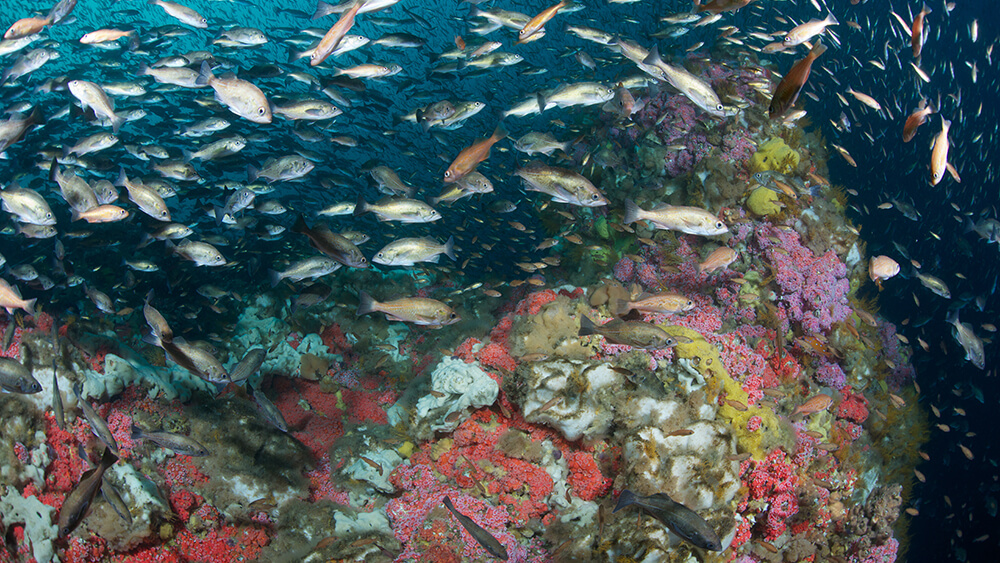 Colorful invertebrates surround by small swarming fish