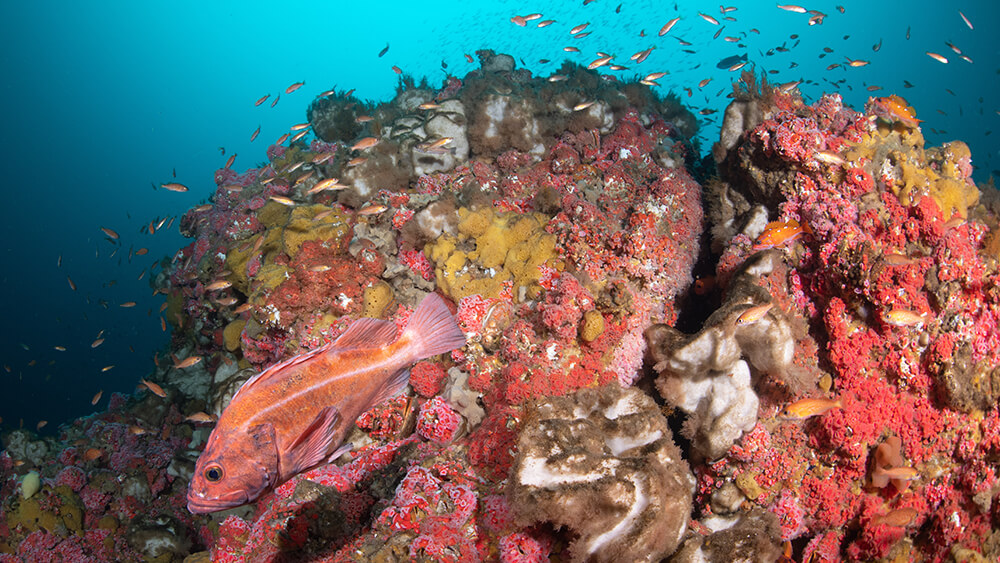 A pink fish swims in fornt of colorful corals with other smaller fish swimming above