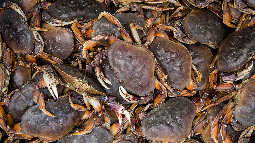 Many Dungeness crabs