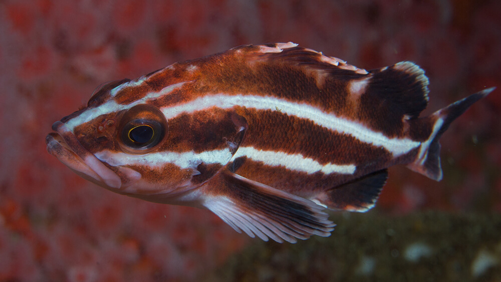Closeup a of an orange fish with white stripes